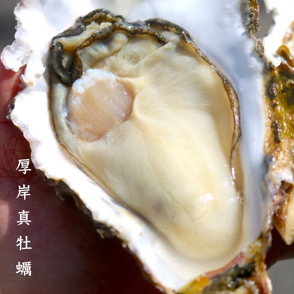 A raw oyster from Akkeshi in Hokkaido, freshly shucked