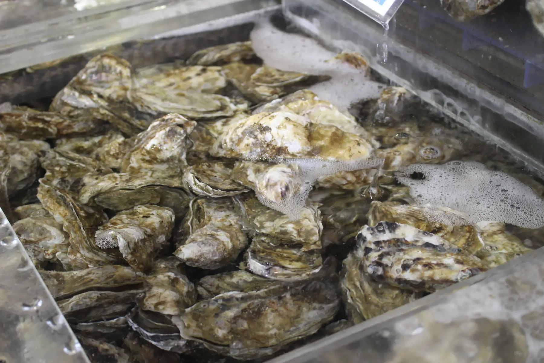 Freshly landed seafood laid out on ice, including raw oysters from Akkeshi